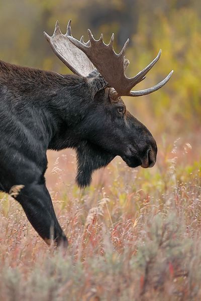 Jones, Adam 아티스트의 Bull moose-Grand Teton National Park-Wyoming작품입니다.